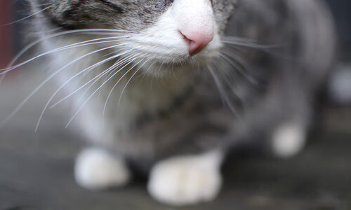 中国男篮通过实战提升阵地战经验,中国男篮战术